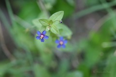 Anagallis arvensis